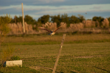 Chimango in full poaching flight