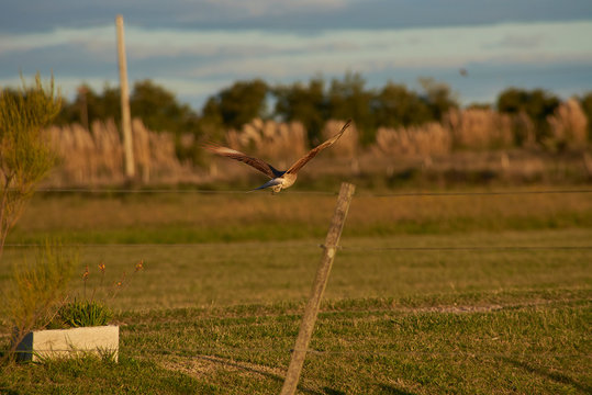 Chimango in full poaching flight