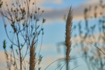 Phragmites in the sunset of a spring day