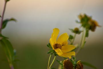 yellow wild spring flowers