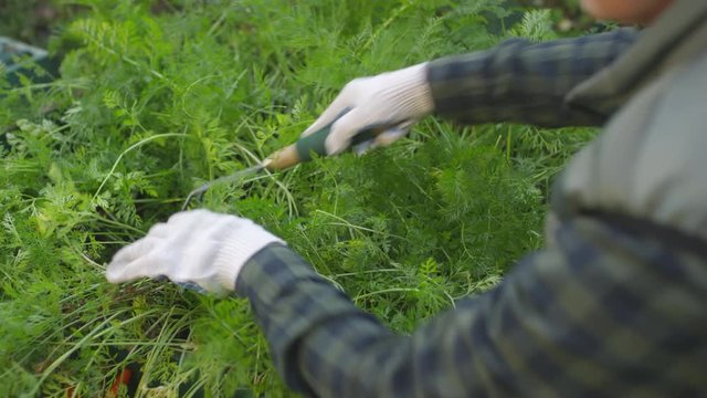 Over-shoulder shot of senior lady fluffing up soil between green carrot plants with hand rake at her vegetable garden