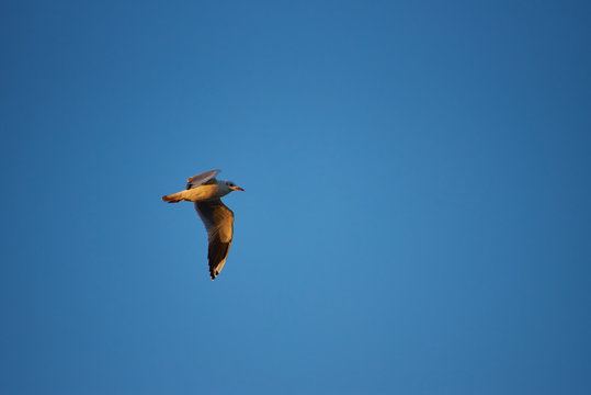 seagull in spring flight