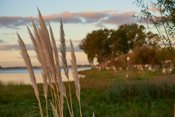 Phragmites in the sunset of a spring day