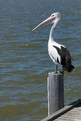 Australian Pelican,Pelecanus Conspicillatus, perched on a pylon over water.