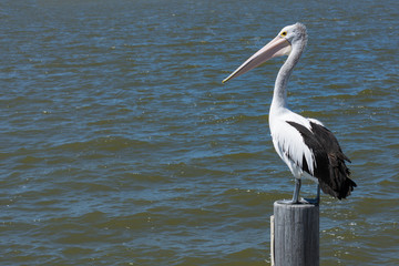 Australian Pelican, Pelecanus Conspicillatus, perched on post.