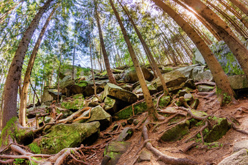 Wide fish-eye lens forest landscape photo sunny day.