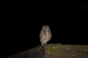 Tecolote llanero owl in the spring night