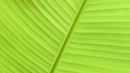  The green leaves of the banana tree viewed from the bottom corner.