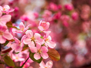 Fototapeta na wymiar Pink Crabapple blossoms