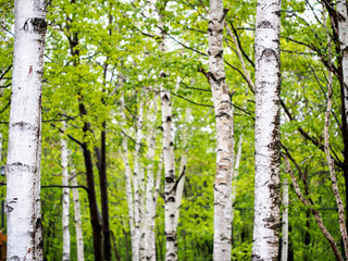 Birch Trees
