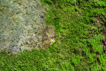 Moss on the stone forest rock texture.