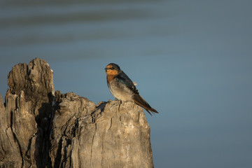 Native Australian Swallow, isolated perched.