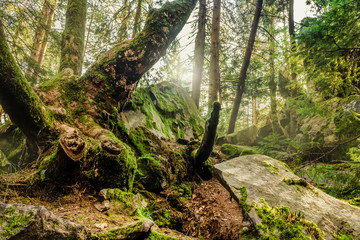 Early morning mystical forest trees landscape.