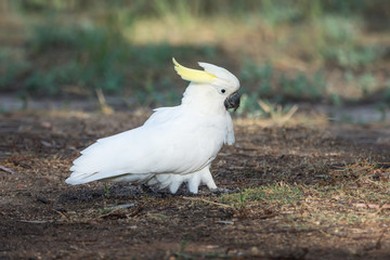 Running Sulphur Crested Cockatoo, scooting on the ground.