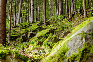 Tree path in sunny forest landscape.