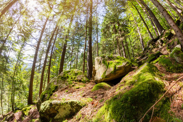 Tree path in the forest