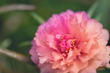Close up Pink Portulaca flower.