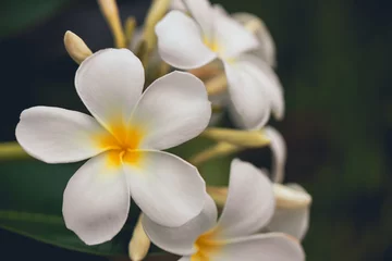 Foto op Plexiglas Witte plumeriabloemen. Plumeria bloemen bloeien op de bomen in de tuin met copyspace. © yuthana Choradet