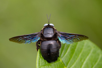 Close up of Carpenter Bee (genus xylocopa) perched on leaf.