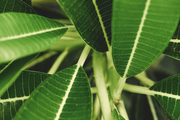 A branch of Green leaves of Plumeria plant