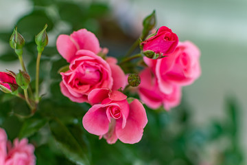  beautiful flowers with amazing colors in spring