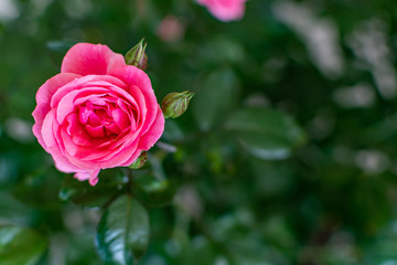 pink rose in garden