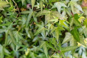  Botanical garden plant photography