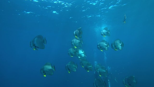 ツバメウオの群れを見るダイバー　小笠原
