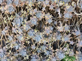 bloom