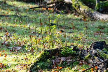 Wald