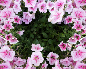 natural real frame of pink Petunia flowers