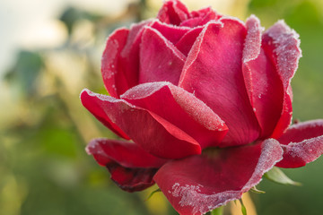 A red rose blossom frosted in sunshine as a closeup - 299678008