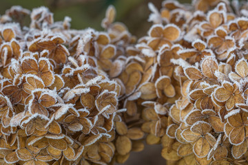 Colorful hydrangea flower covered with frost in sunshine as close-up - 299678009