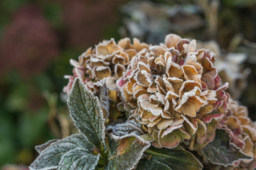 Colorful hydrangea flower covered with frost in sunshine as close-up