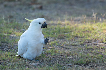 Sulphur Crested Cockatoo sitting and feeding.