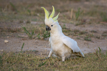 Wild Sulphur Crested Cockatoo, on the ground with erect crest.