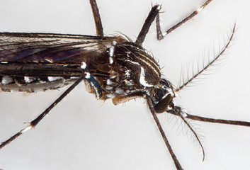 Macro Photo of Yellow Fever Mosquito Isolated on Background