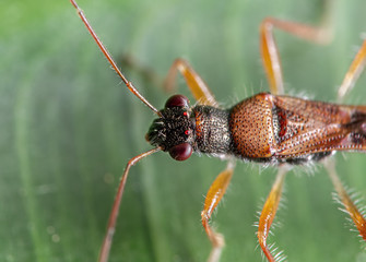Macro Photo of Assassin Bug on Green Leaf