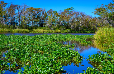 Lowcountry marsh land that was formerly rice fields in South Carolina