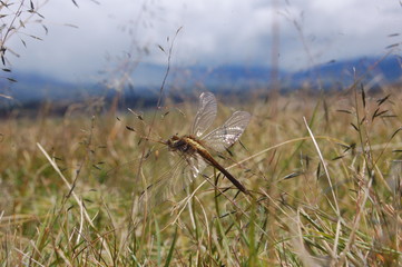 libelula vuela libre