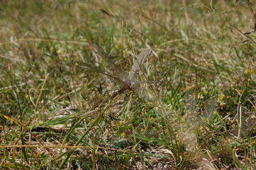  dragon-fly beautiful