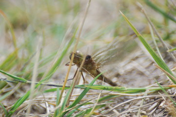  dragon-fly beautiful