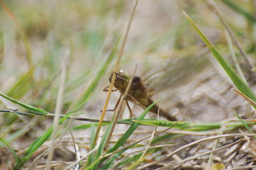 dragon-fly beautiful