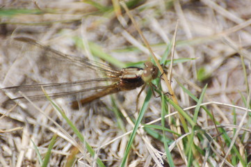  dragon-fly beautiful