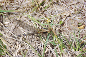  dragon-fly beautiful