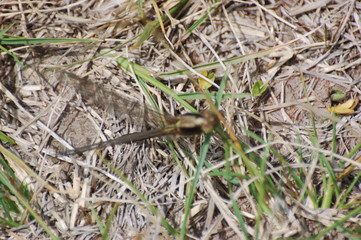  dragon-fly beautiful