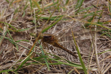  dragon-fly beautiful