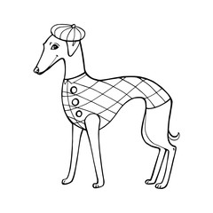 Breed dog - Whippet. Hand draw isolated on a white background. Vector illustration.