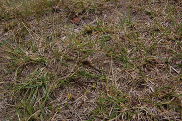  dragon-fly beautiful