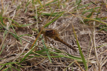 Naklejka premium dragon-fly beautiful